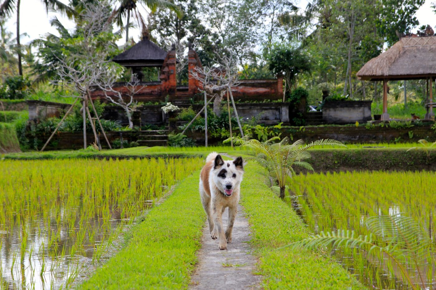 Travel to Indonesia - Balinese farm
