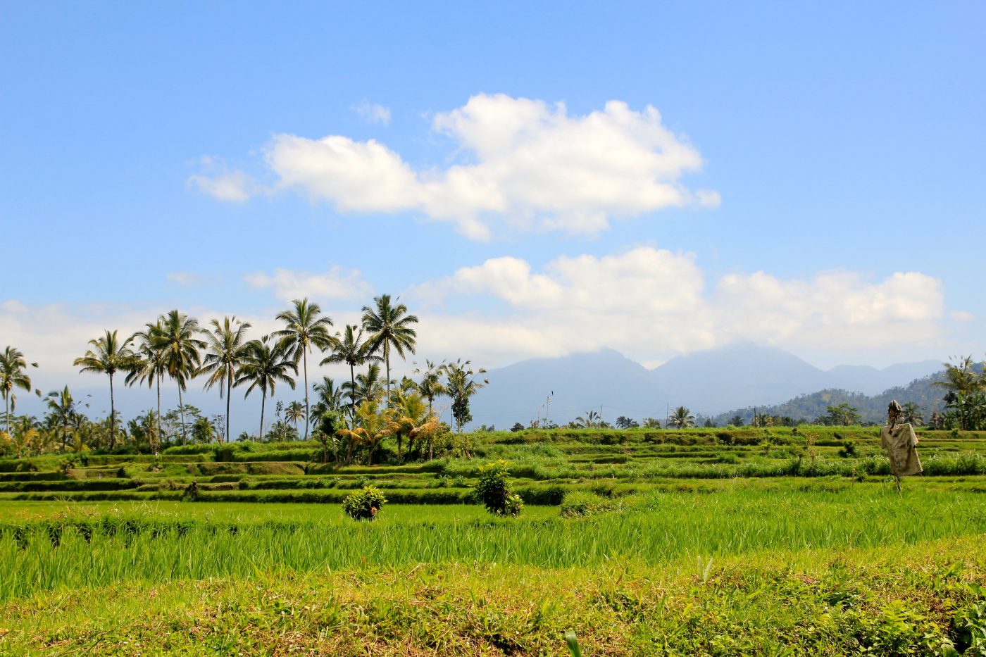Travel to Indonesia - Balinese Farm