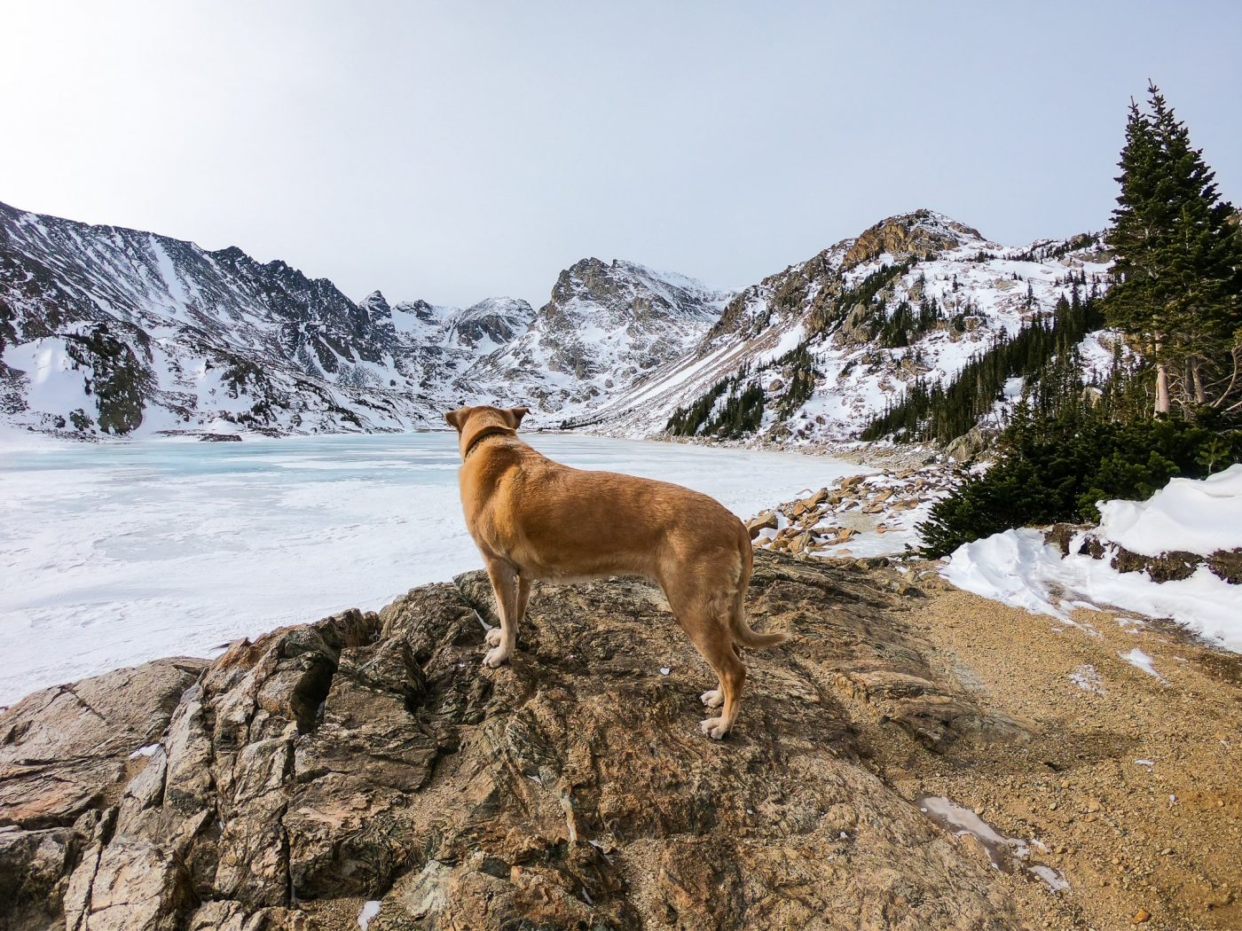 winter hiking with a dog