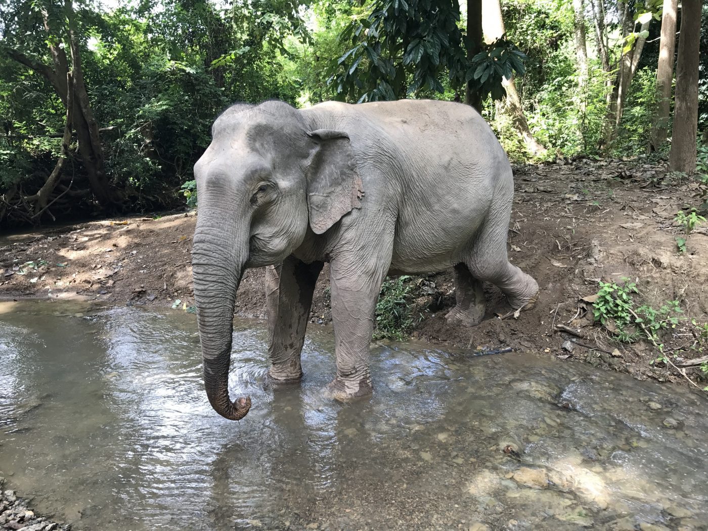 Luang Prabang Ethical Elephant experience