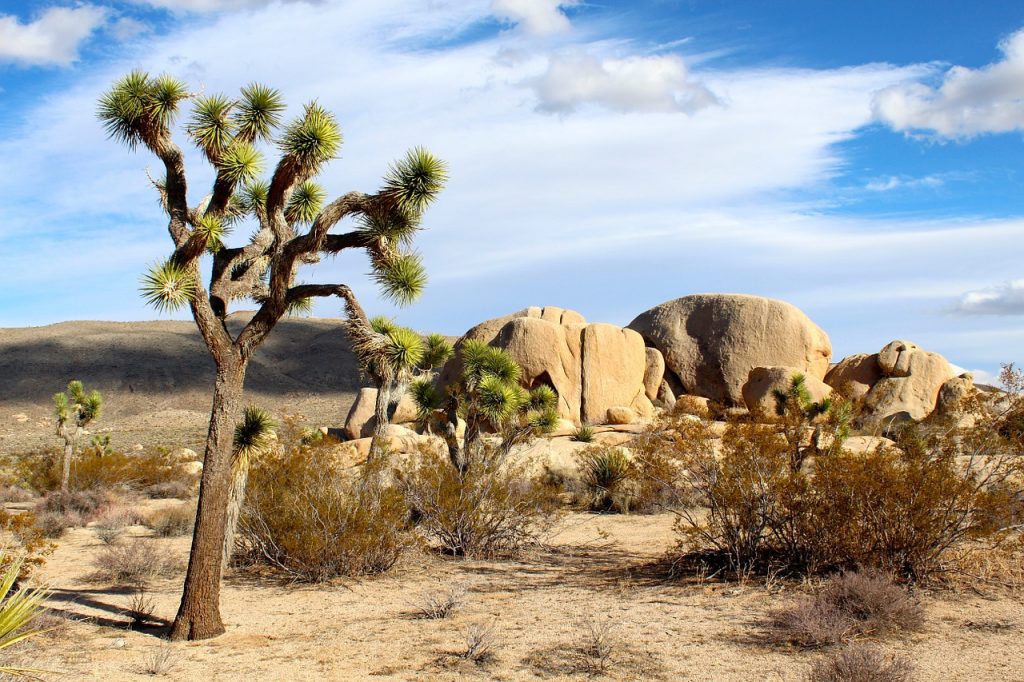 visiting joshua tree national park