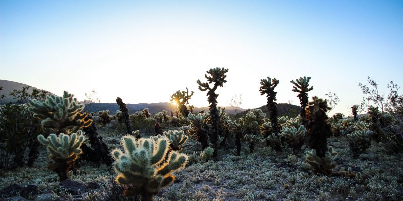 best time to visit joshua tree