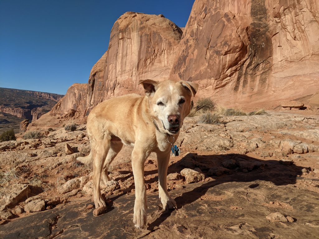 corona arch moab dog friendly