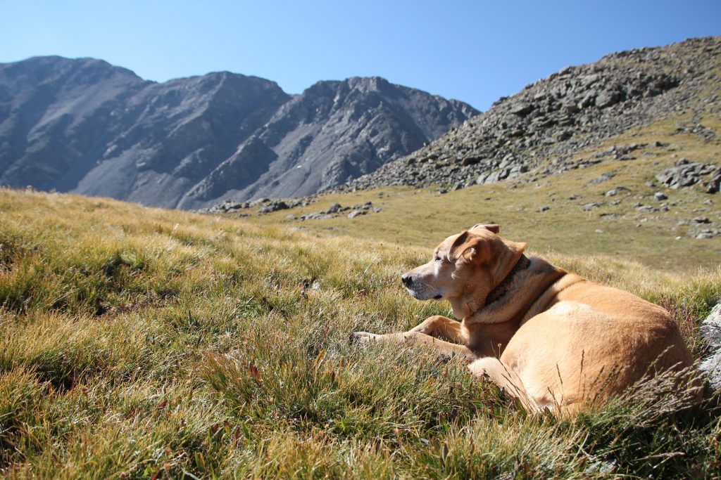 grays and torreys peak dog friendly