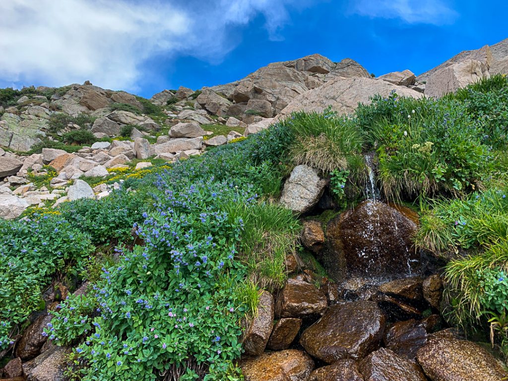 wildflower hikes in colorado