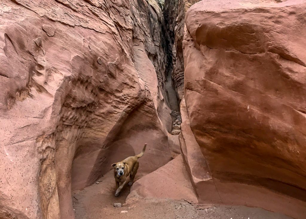 Little wild horse canyon dog friendly