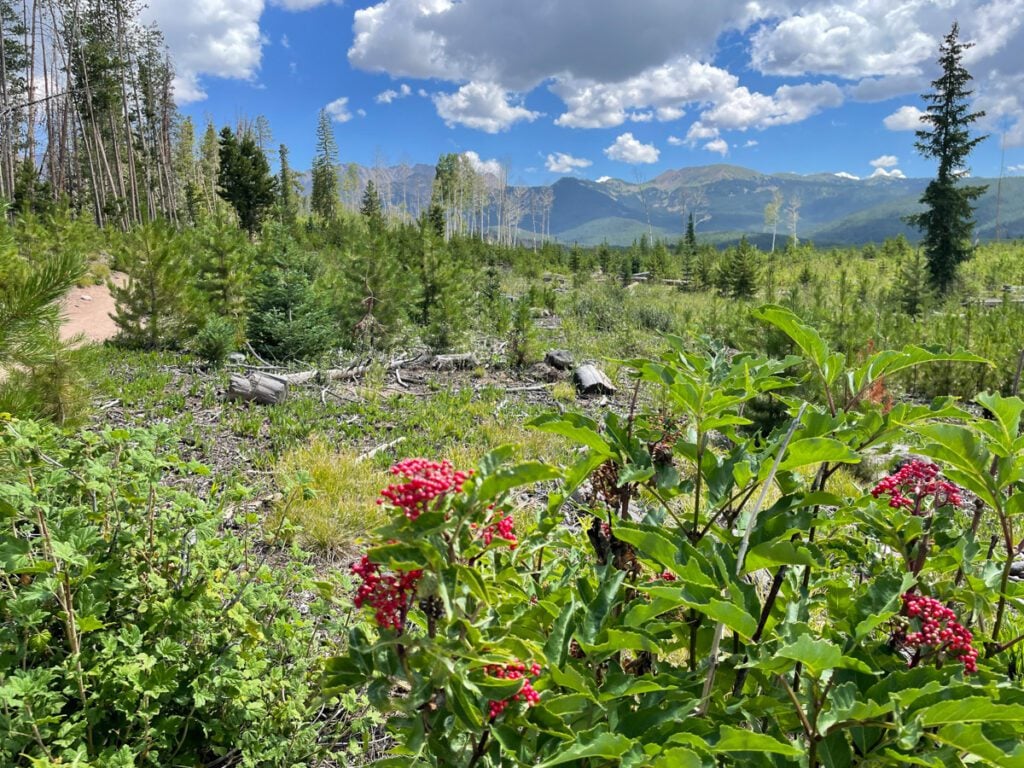 the lost lake hike in vail features wildflowers, meadows, and rugged rocky peaks.