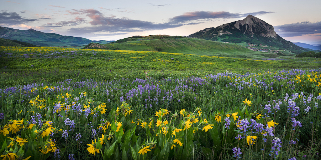 View of the magical wildflowers you'll find while doing the best Crested Butte hikes of them all. 
