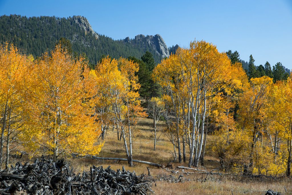 Vibrant fall foliage in Golden Gate Canyon State Park. 