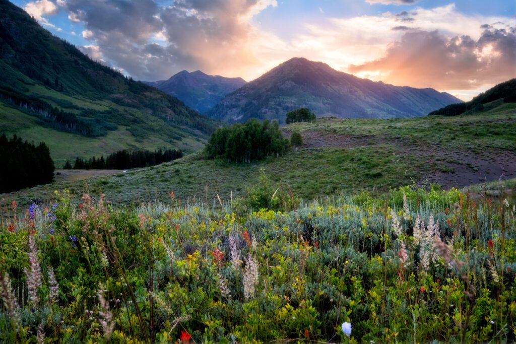 Beautiful wildflowers in Crested Butte in summer. 