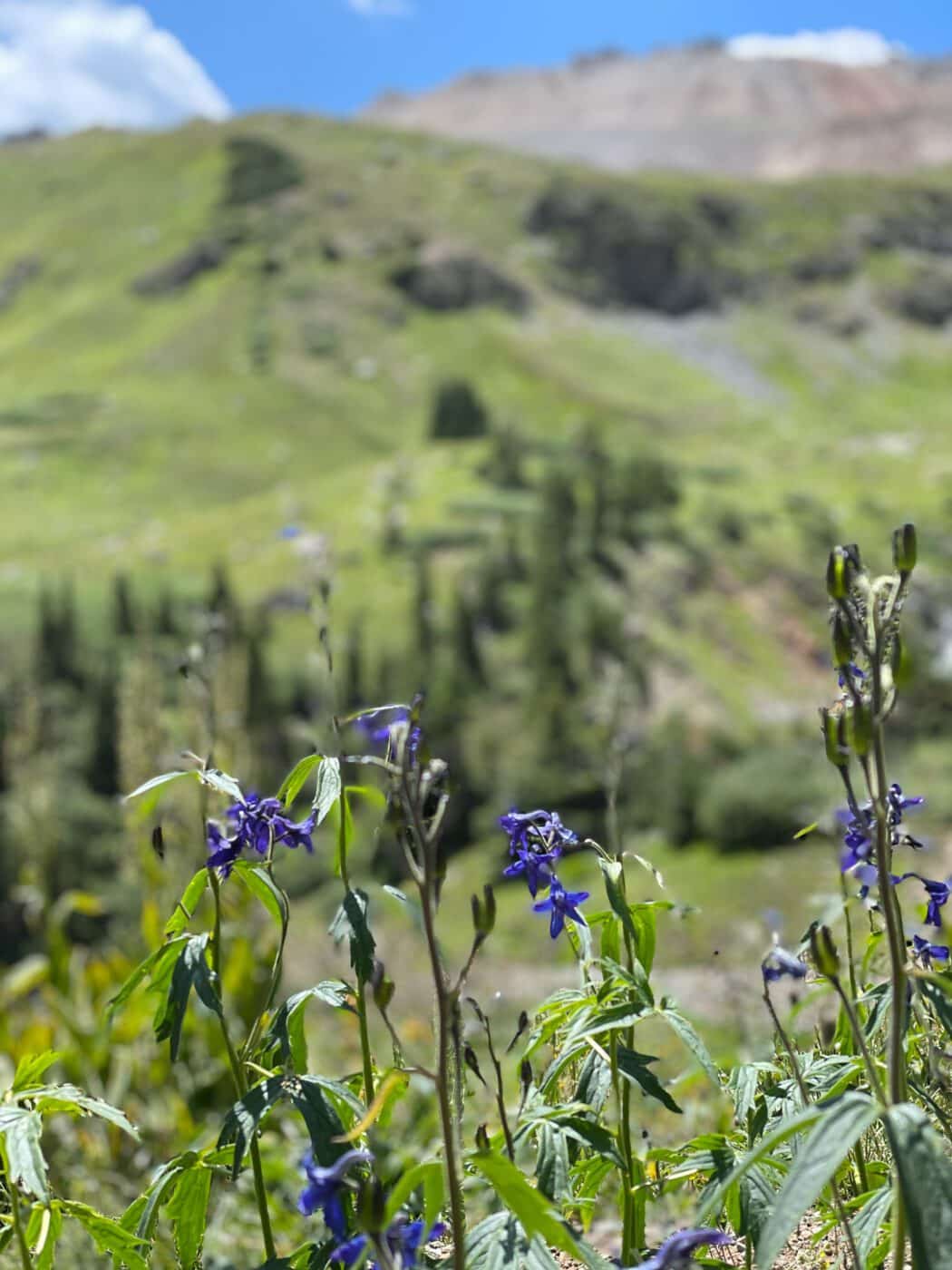 Wild Roses Colorado Local's List of Where to Find Colorado Wildflowers this Season