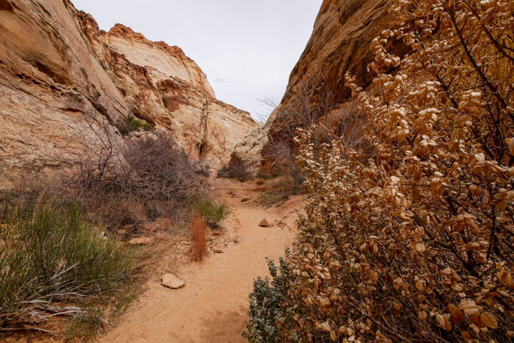Scenery along the Capitol Gorge Trail