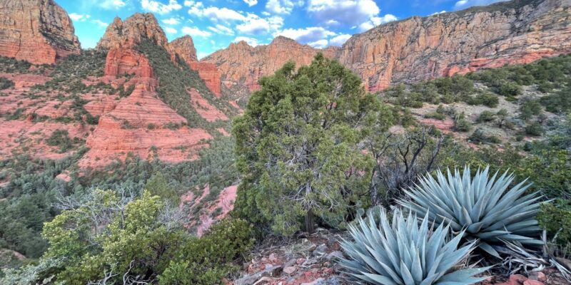 A view of the red rock, desert landscape around Sedona with green plants in the foreground on a sunny day in Sedona.