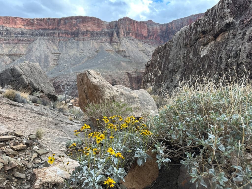 Grand canyon in march with blooming desert flowers