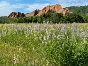 Colorado wildflowers along a trail in Roxborough State Park near Denver.