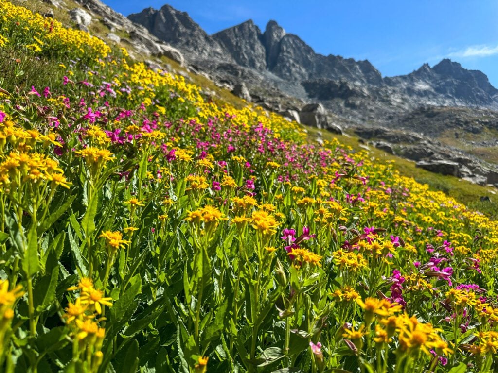 Wildflowers in a high alpine valley.